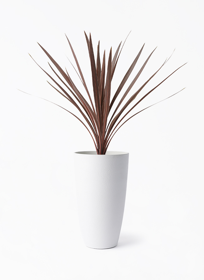 cordyline-redstar-193_1.jpg?