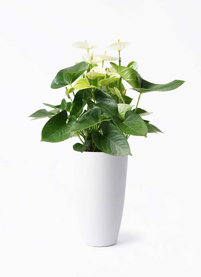 anthurium-2058_1.jpg?1730250660