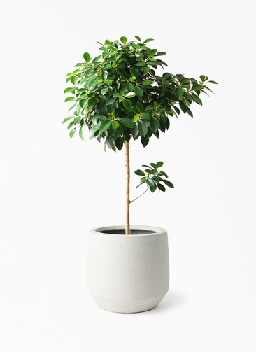 ficus-nana-96_1.jpg?1730428660