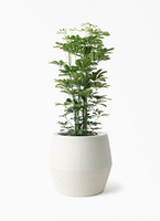 kapok-950_1.jpg?1730428751