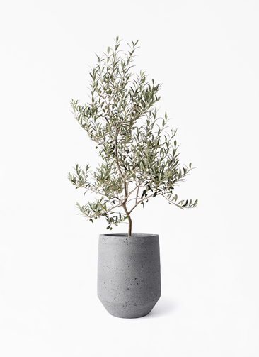 olive-arbechina-255_1.jpg?