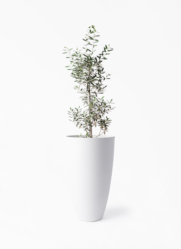 観葉植物 オリーブの木 8号 チプレッシーノ フォレスト トール
