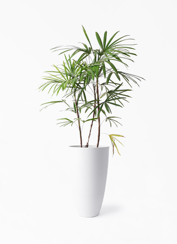 観葉植物 シュロチク（棕櫚竹） 8号 フォレスト トール ホワイト 付き
