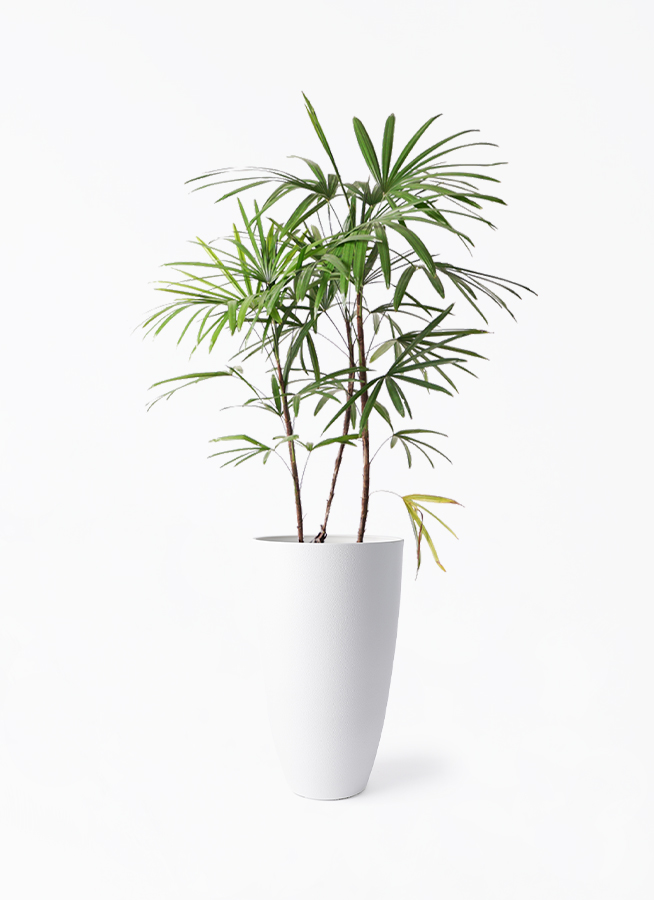 観葉植物 シュロチク（棕櫚竹） 8号 フォレスト トール ホワイト 付き