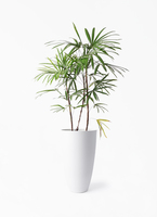 観葉植物 シュロチク（棕櫚竹） 8号 プロスパー トゥーボ パイン