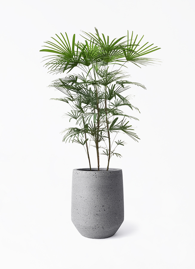 ウンナンシュロチク | 観葉植物通販HitoHana(ひとはな)