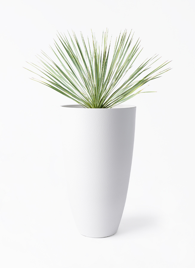観葉植物 ユッカ 8号 ロストラータ フォレスト トール ホワイト 付き