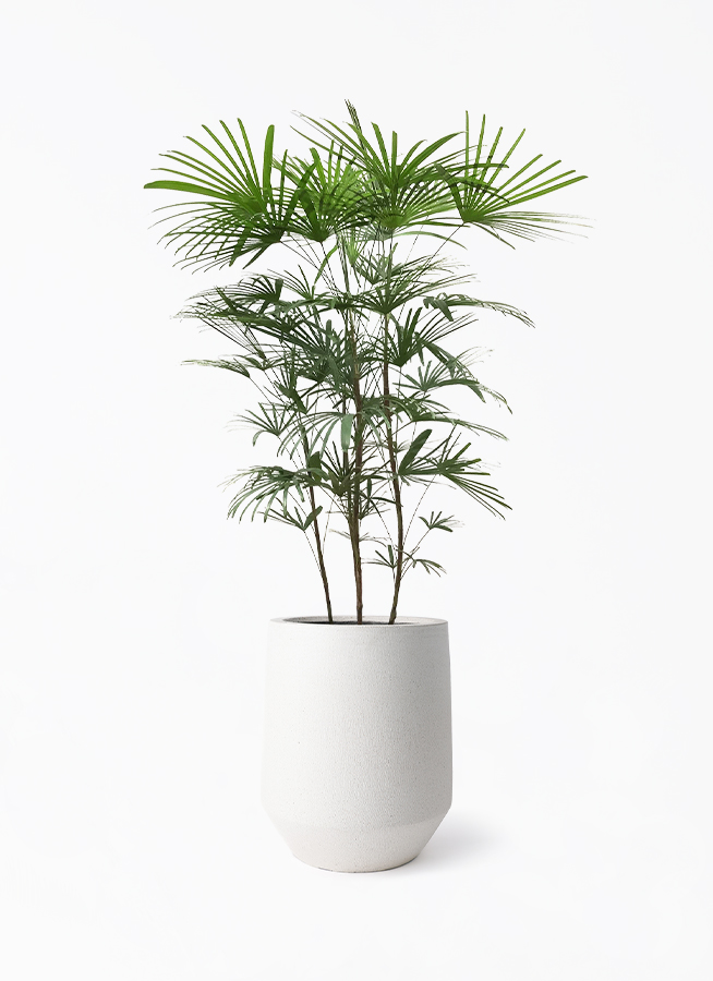観葉植物 ウンナンシュロチク（雲南棕櫚竹） 8号 パボ トール オフ 