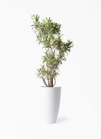 dracaena-song-of-india-330_1.