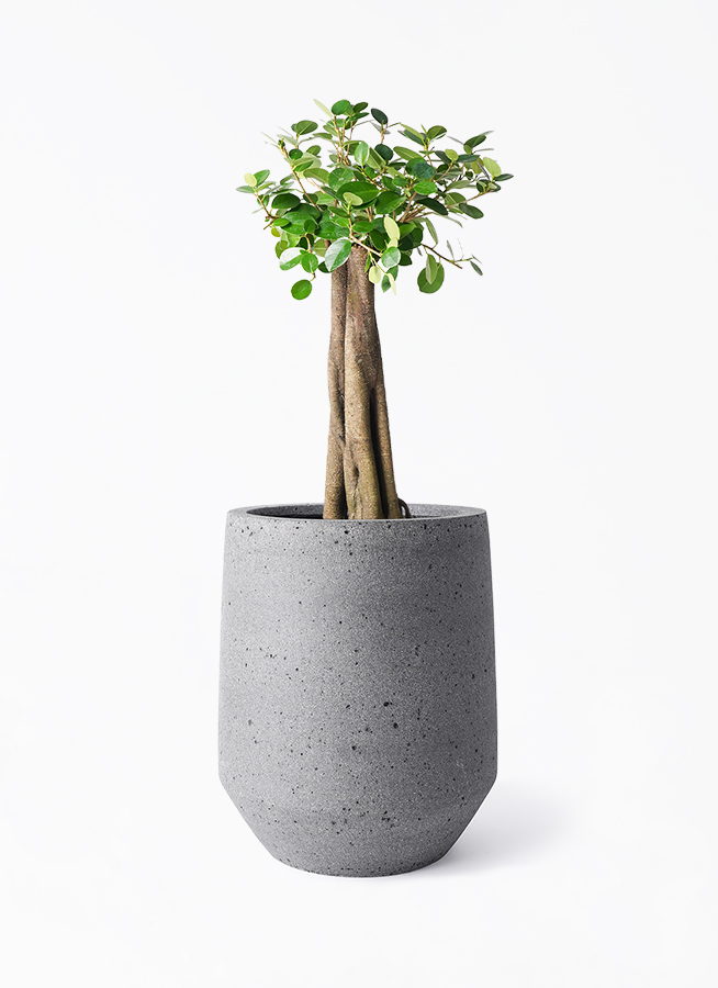 観葉植物 ガジュマル 8号 パンダ 朴仕立て パボ トール ラテルストーン