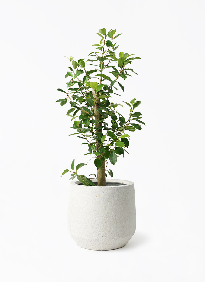chinese-banyan-straight-109_1.