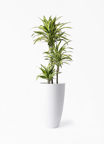 dracaena-warneckii-484_1.jpg?