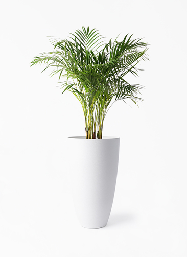 観葉植物 アレカヤシ 8号 フォレスト トール ホワイト 付き | 観葉植物