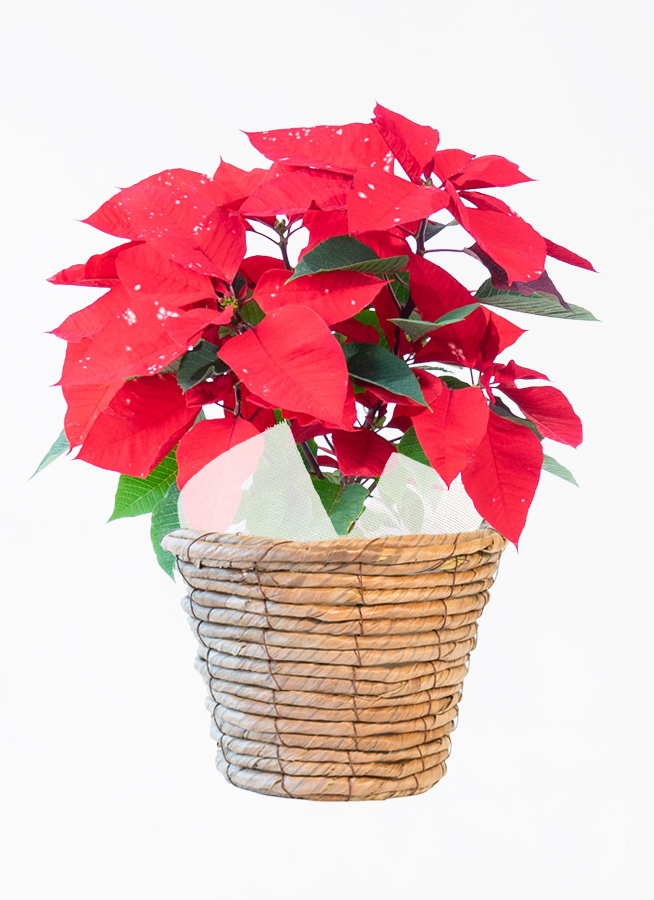 ポインセチアの鉢花 | 通販専門店HitoHana（ひとはな）