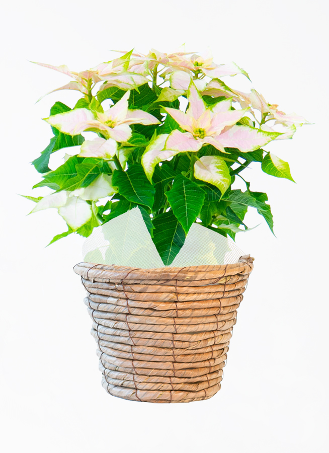 ポインセチアの鉢花 | 通販専門店HitoHana（ひとはな）