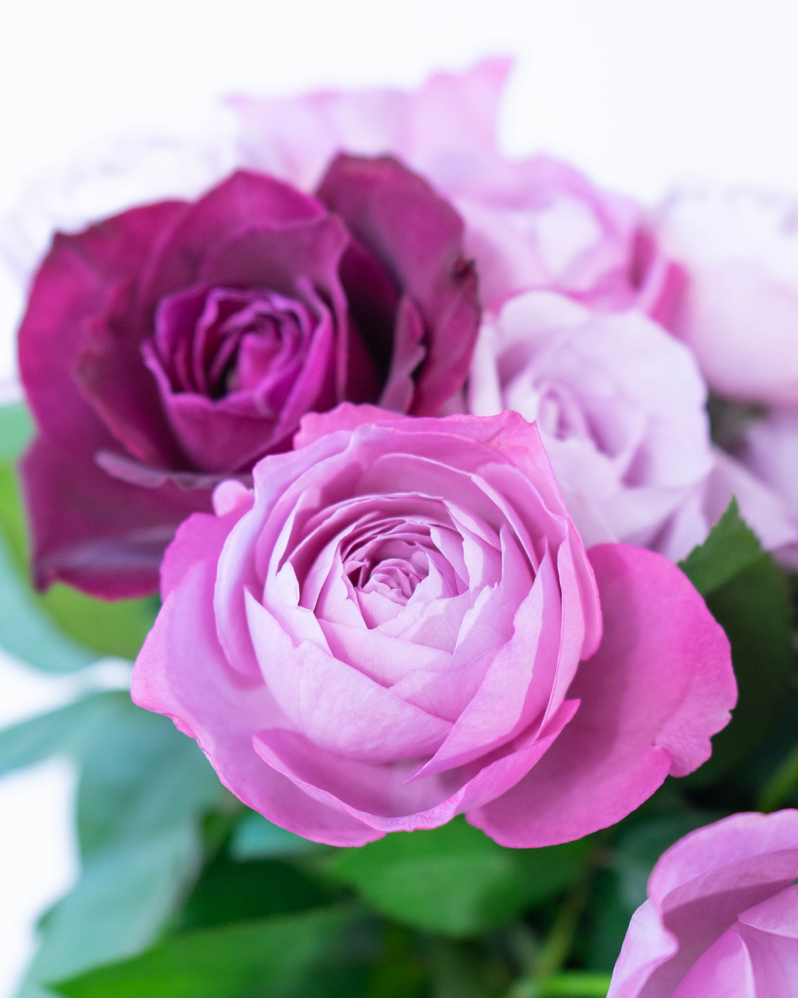 Rose バラの花束 英語 イングリッシュ・ローズ English Roses 花束