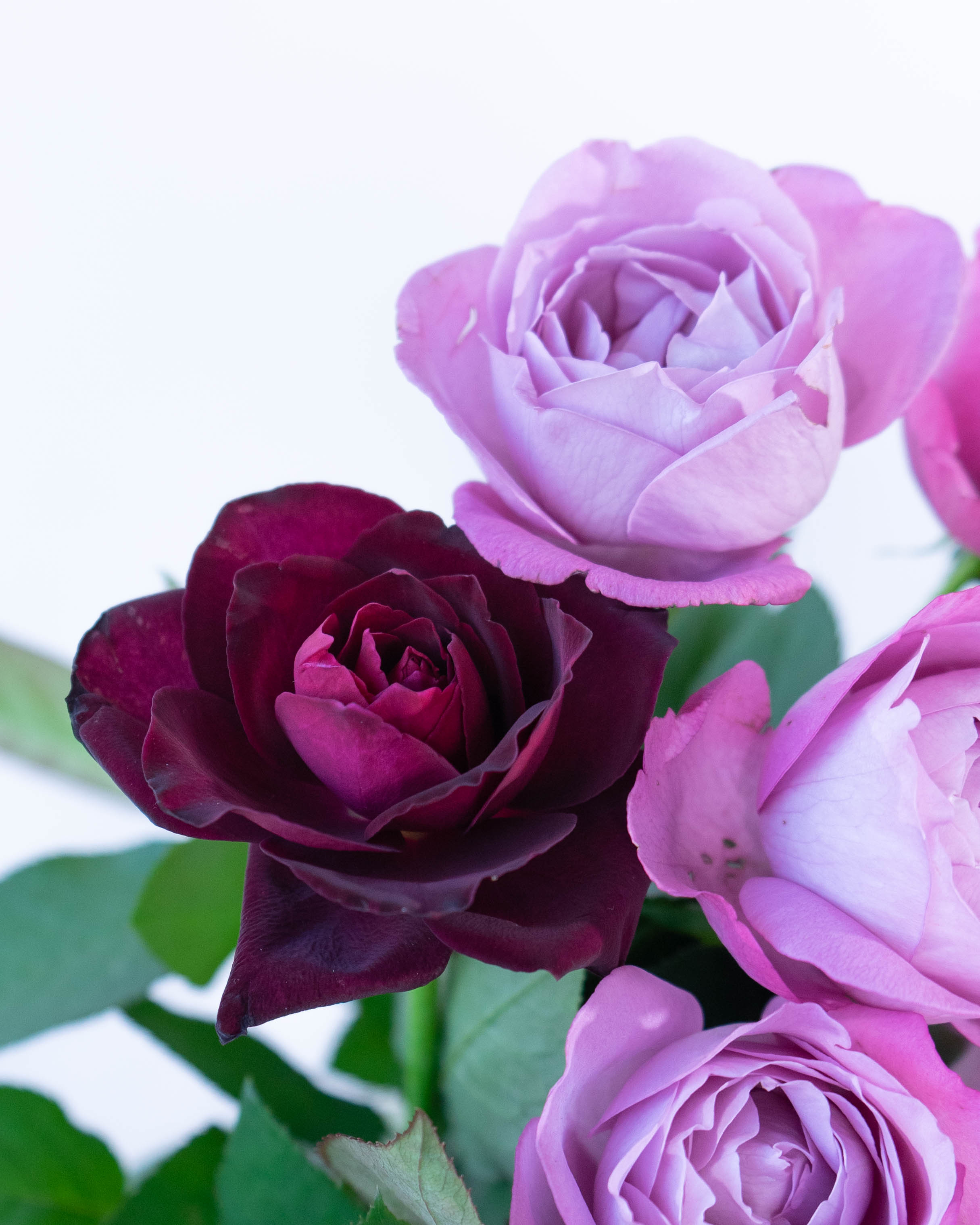 モモンガハウス(小花柄・紫Ver.2)  春(夏)秋仕様  1900円 産地直送 香るバラ花束 パープル系ミックス （20本入り）／静岡