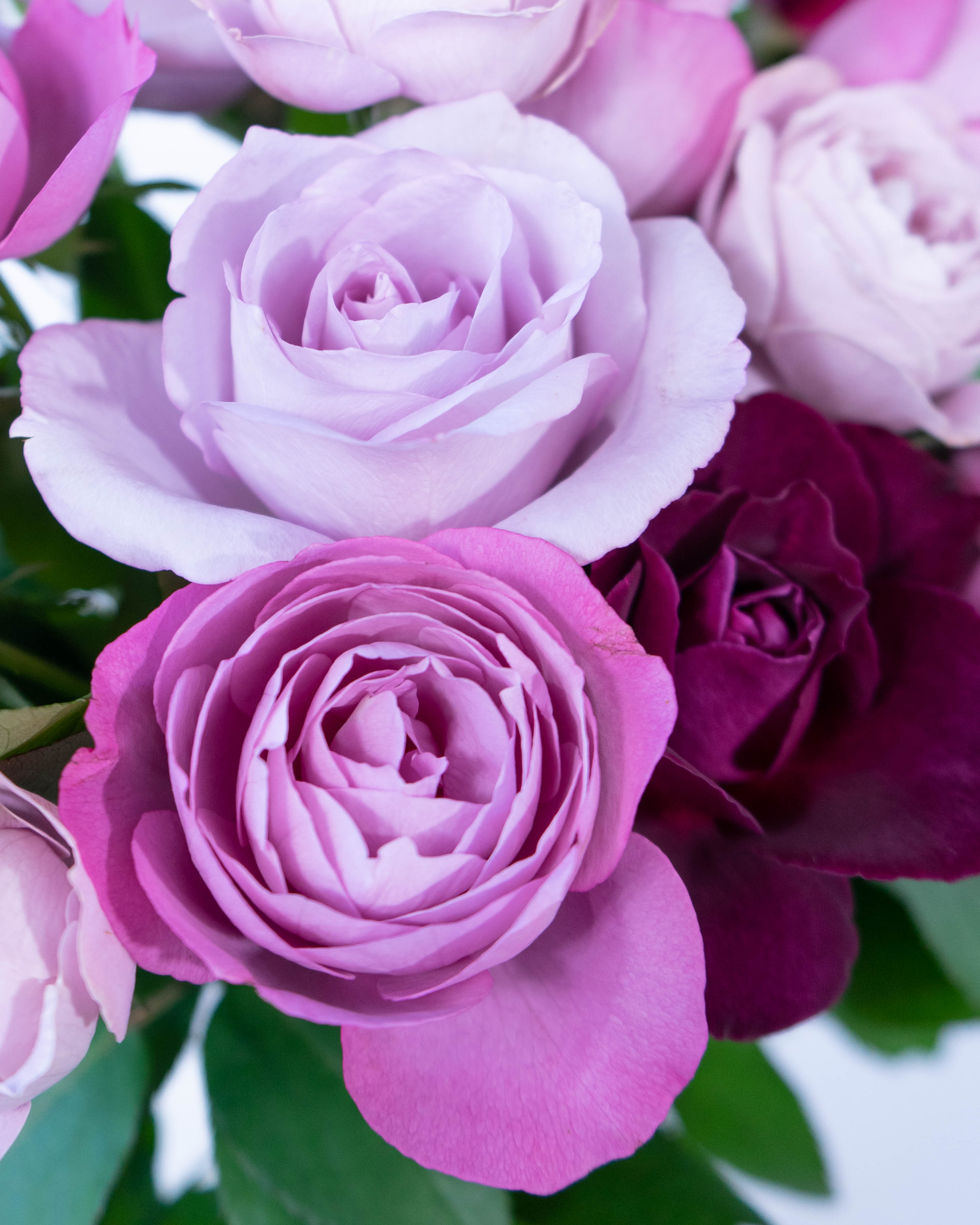 産地直送 香るバラ花束 パープル系ミックス （20本入り）／静岡