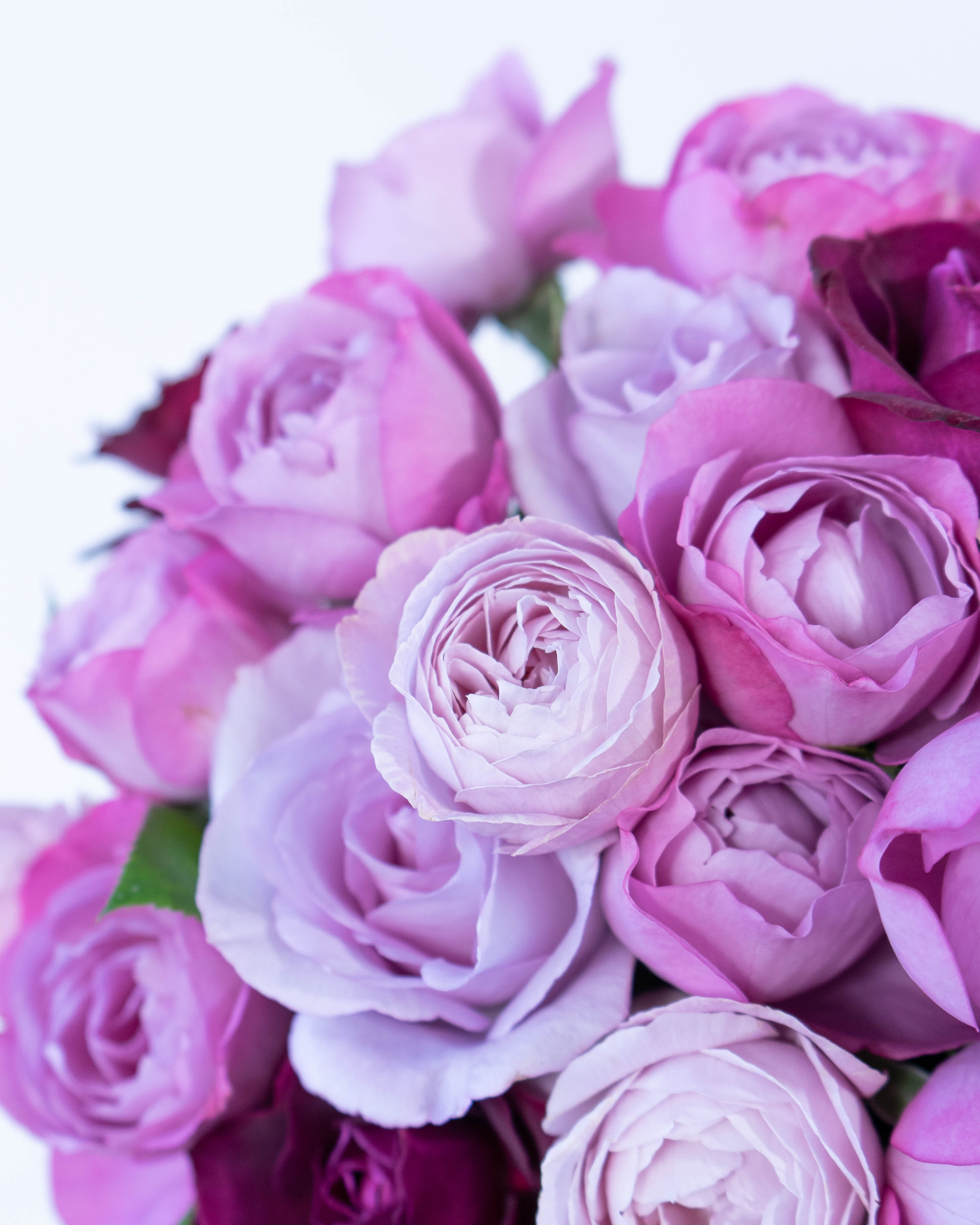 モモンガハウス（バラ柄）春（冬）秋仕様    特価  ラスト1点 1250円 産地直送 香るバラ花束 パープル系ミックス （20本入り）／静岡