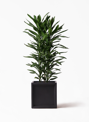 観葉植物 ドラセナ グローカル 10号 ブリティッシュキューブ 付き