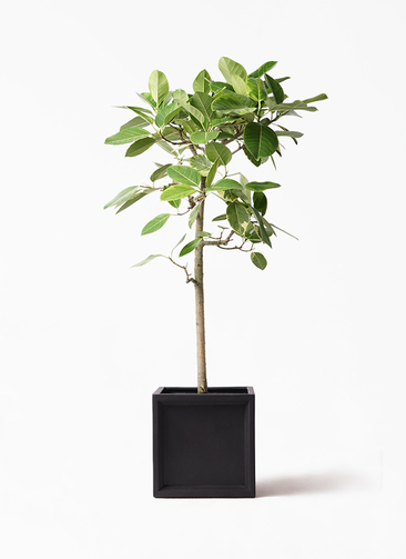 観葉植物 フィカス アルテシーマ 10号 ストレート ブリティッシュ