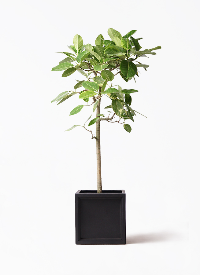 観葉植物 フィカス アルテシーマ 10号 ストレート ブリティッシュ
