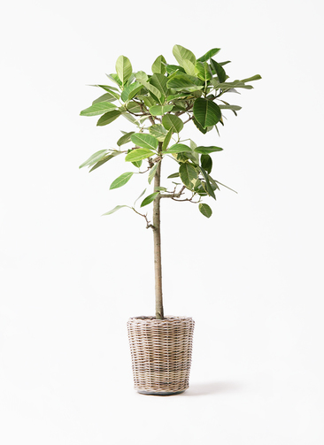 観葉植物 フィカス アルテシーマ 10号 ストレート モンデリック ラタン