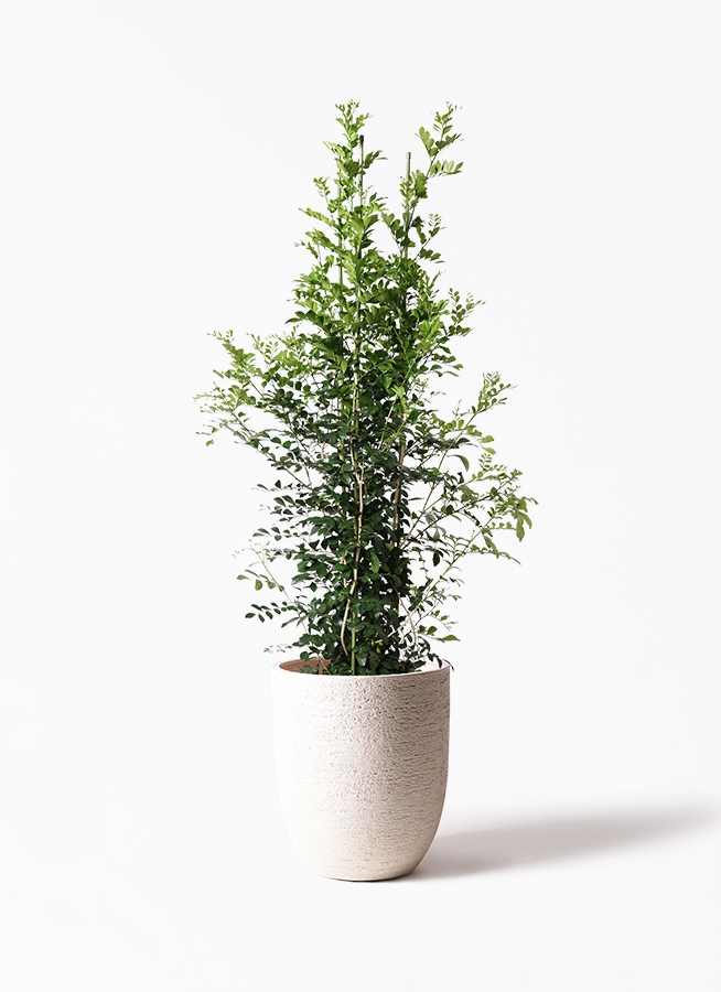 観葉植物 シルクジャスミン 10号 プラスチック鉢 | 観葉植物なら