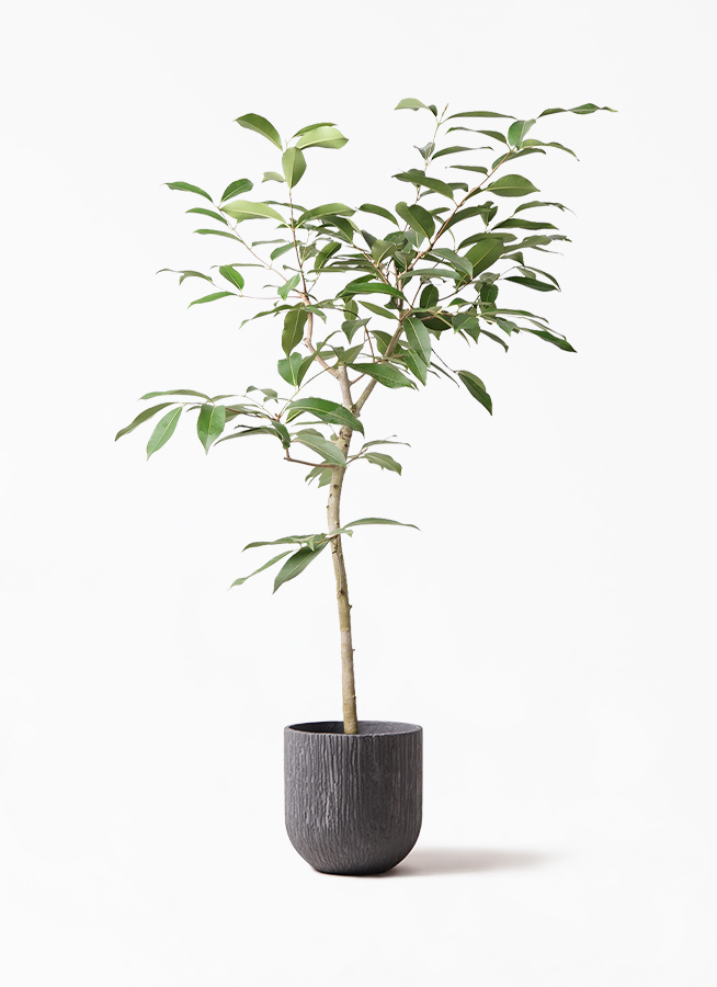 観葉植物 アマゾンオリーブ ムラサキフトモモ 8号 カルディナダークグレイ 付き 観葉植物ならhitohana ひとはな