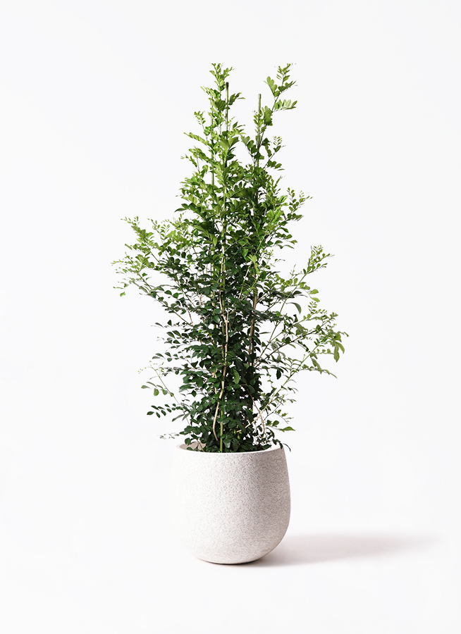 観葉植物 シルクジャスミン 10号 プラスチック鉢 | 観葉植物なら