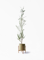 eucalyptus-gunnii-235_1.jpg?