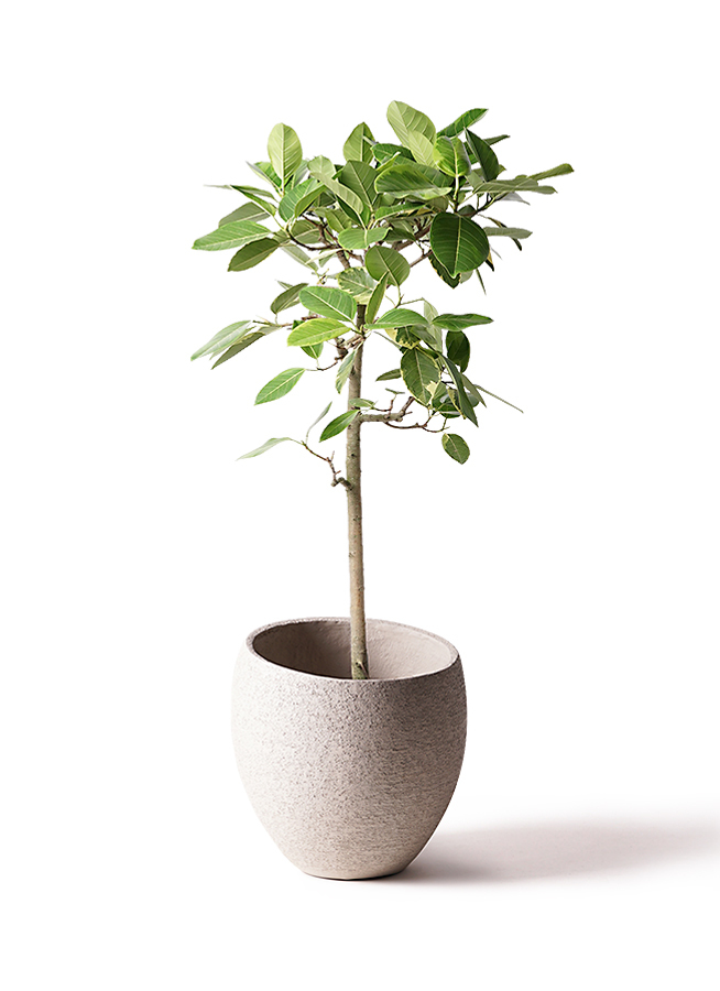 観葉植物 フィカス アルテシーマ 10号 ストレート エコストーンLight 