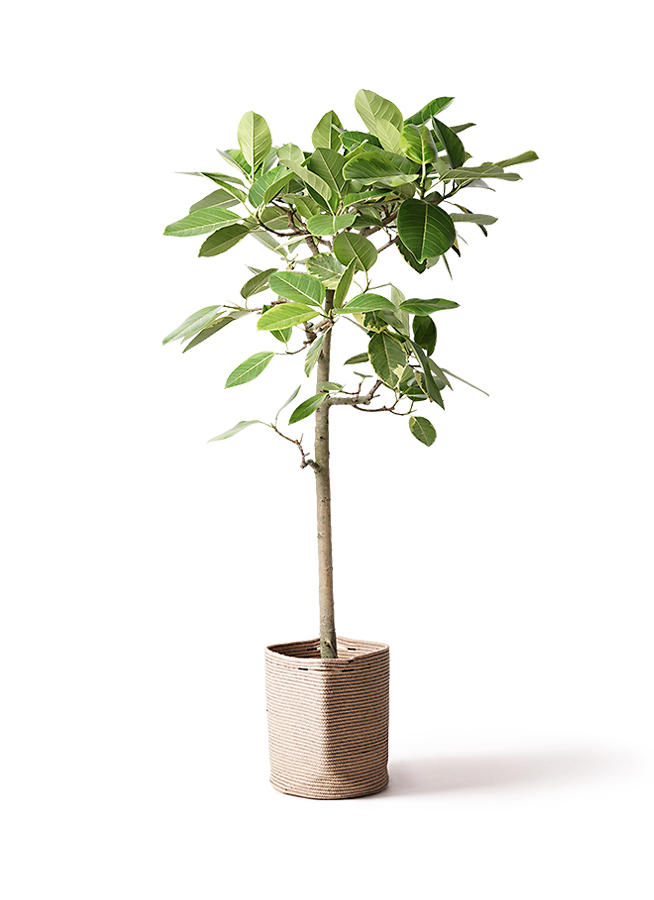 観葉植物 フィカス アルテシーマ 10号 ストレート プラスチック