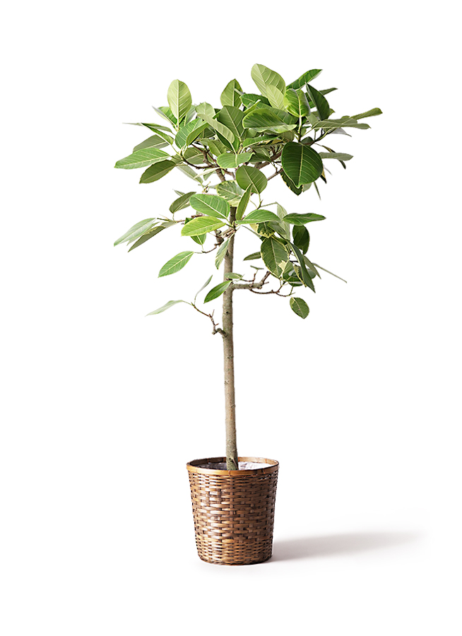 フィカス・アルテシマ B 約140cm　神奈川県辻堂、茅ケ崎、平塚にて受け渡し フィカス・アルテシマ B 約140cm 神奈川県辻堂、茅ケ崎、平塚に