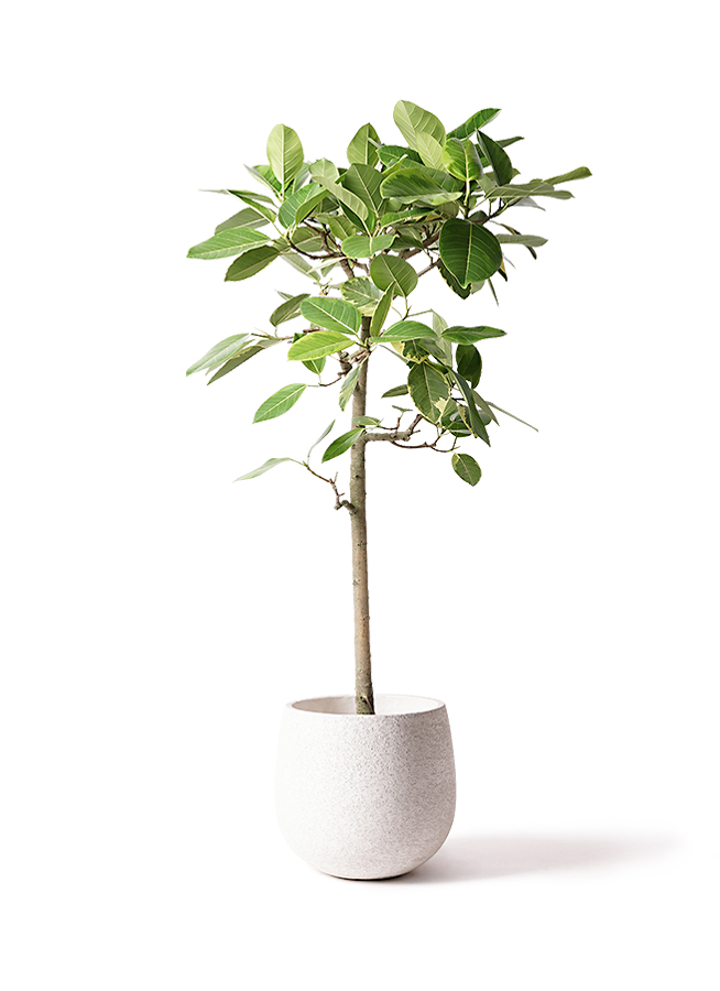フィカス　アルテシーマ　観葉植物 観葉植物 フィカス アルテシーマ 4号 曲り ルーツ 15 H グレー