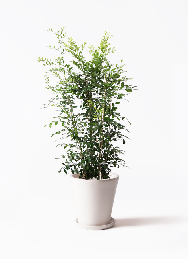 観葉植物 シルクジャスミン 8号 ラッシュバスケット Natural 付き
