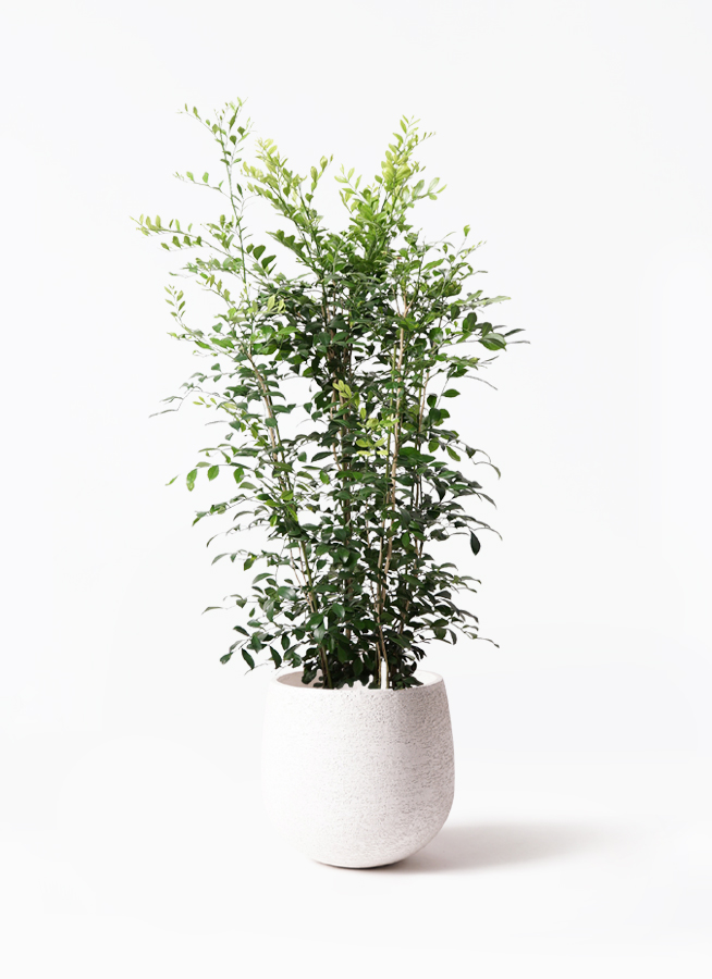 シルクジャスミン　リビングサイズ　８号　高さ115ｃｍ シルクジャスミン 【観葉植物 8号Lサイズ／1個売り】｜ 【植物の