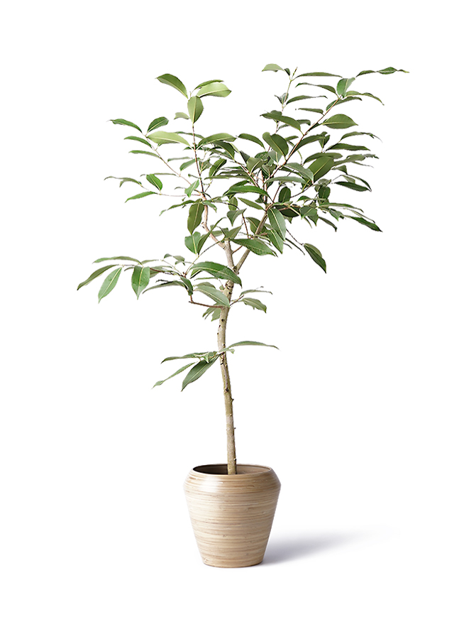 観葉植物 アマゾンオリーブ (ムラサキフトモモ) 8号 アルマ ミドル