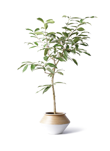 【直接取引】アマゾンオリーブ　10号　h2m 植物のみ 観葉植物 アマゾンオリーブ (ムラサキフトモモ) 8号 アルマジャー 白
