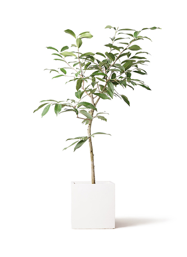 観葉植物 アマゾンオリーブ (ムラサキフトモモ) 8号 バスク キューブ