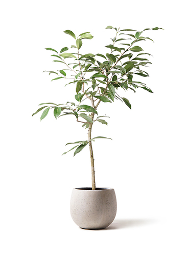 観葉植物 アマゾンオリーブ (ムラサキフトモモ) 8号 テラニアス ロー