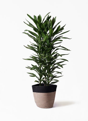 dracaena-glocal-91_1.jpg?