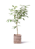 観葉植物 アマゾンオリーブ (ムラサキフトモモ) 8号 ポリゴヘクサ 白