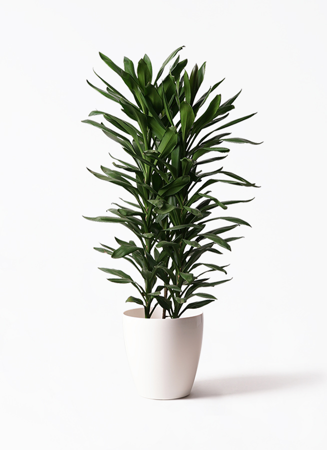 ドラセナ・グローカル 観葉植物 ドラセナ グローカル 10号 ラスターポット 付き | 観葉植物