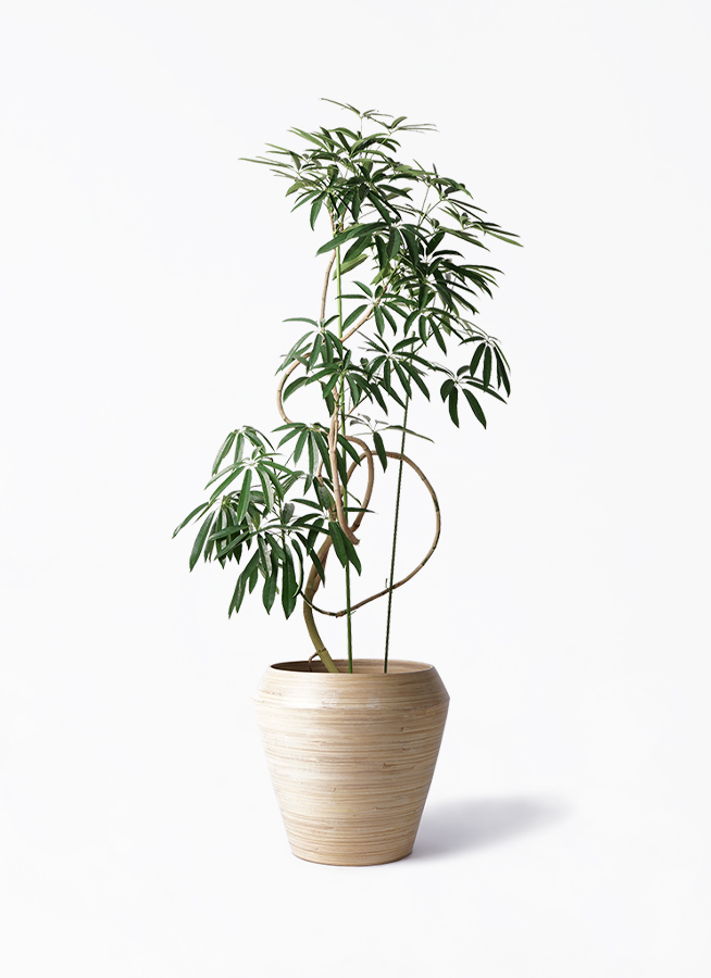 angustifolia-366_1.jpg?1564738852