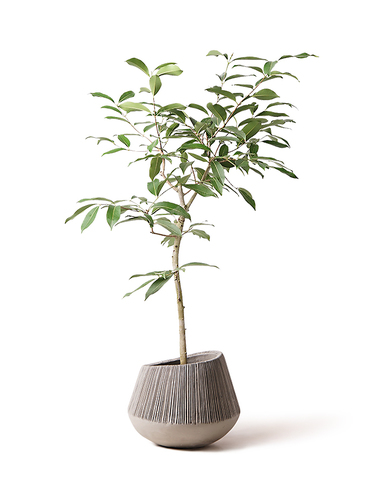 その他観葉植物 moomooo 1.jpg?1508517904