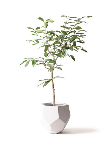 観葉植物 アマゾンオリーブ (ムラサキフトモモ) 8号 ポリゴヘクサ 白