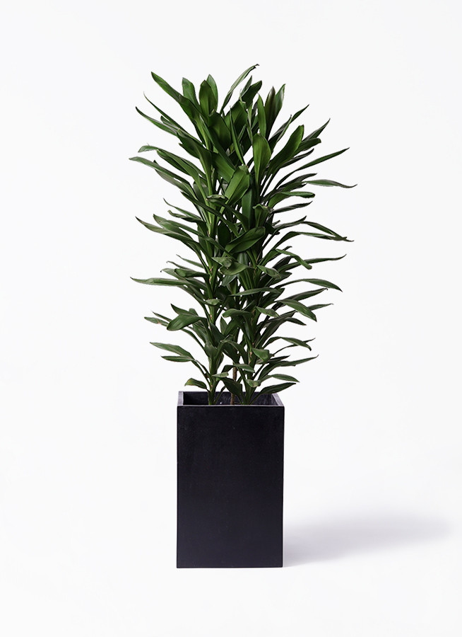 観葉植物 ドラセナ グローカル 10号 ラスターポット 付き | 観葉植物 観葉植物 ドラセナ グローカル 10号 ラスターポット 付き | 観葉植物