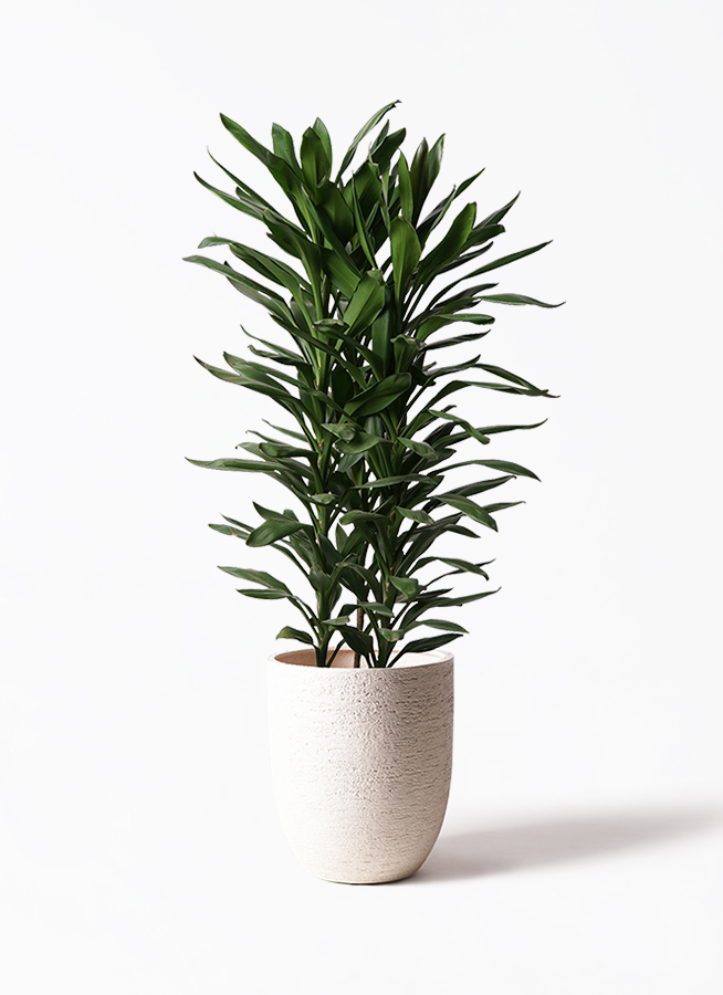 【PEKO⚠】深緑で艶ある葉っぱが魅力♪ドラセナグローカル鉢植え10号 観葉植物 ドラセナ グローカル 10号 プラスチック鉢 | 観葉植物なら