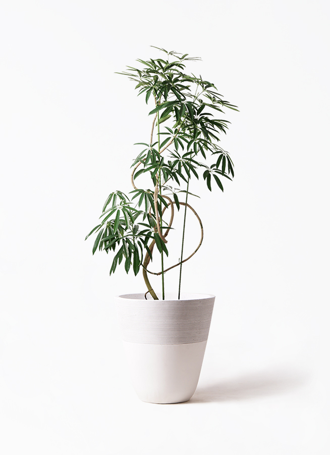 angustifolia-182_1.jpg?1564738873